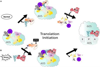 Established and Emerging Regulatory Roles of Eukaryotic Translation Initiation Factor 5B (eIF5B)